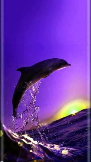 Dolphin Wallpaper