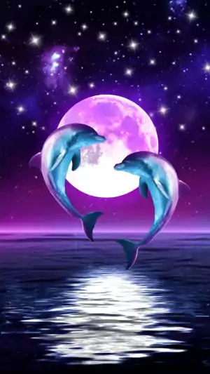 Dolphin Wallpaper