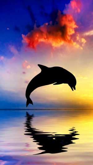 Dolphin Wallpaper