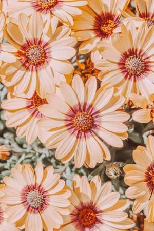HD Flowers Wallpaper 