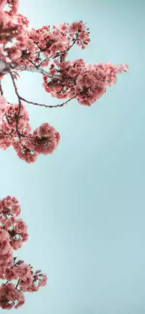 Flowers Wallpaper 