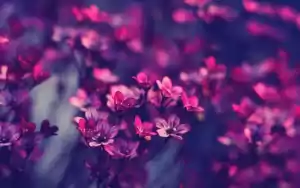 Flowers Wallpaper Desktop