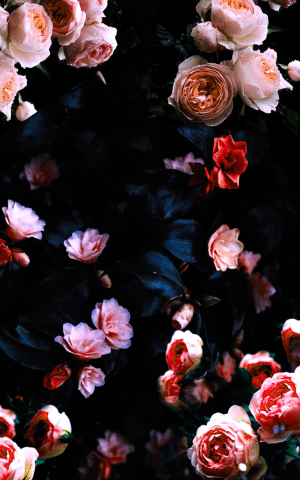 Flowers Wallpaper 