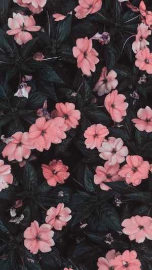 Flowers Wallpaper 