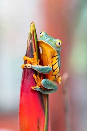 HD Frog Wallpaper 