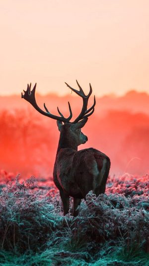 Deer Wallpaper 