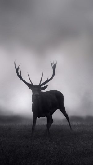 4K Deer Wallpaper 