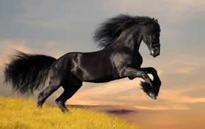 Desktop Horse Wallpaper