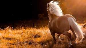 Horse Wallpaper Desktop 