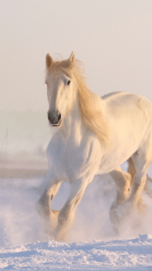 Horse Wallpaper 