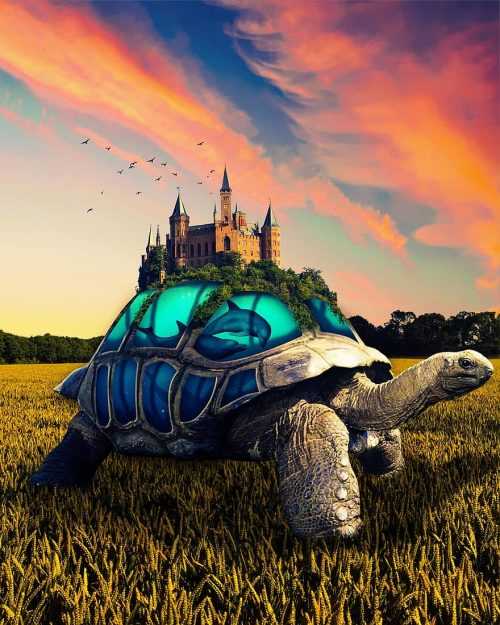 Tortoise Wallpaper | WhatsPaper