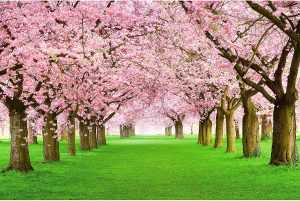 Cherry Blossom Wallpaper Desktop