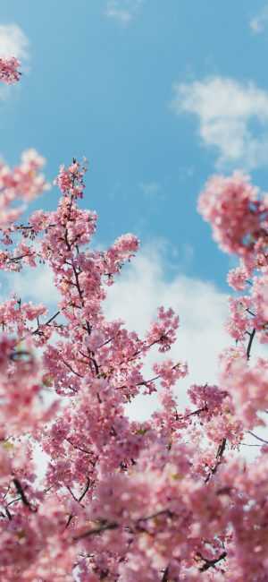 Cherry Blossom Wallpaper 