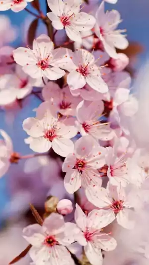 Cherry Blossom Wallpaper 