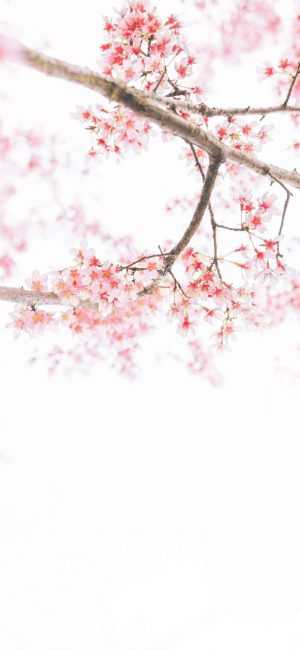 Cherry Blossom Wallpaper 