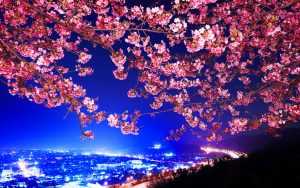 Desktop Cherry Blossom Wallpaper 