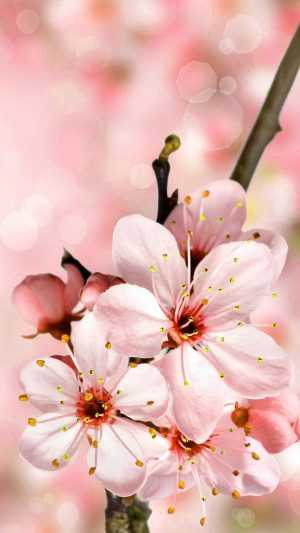 Cherry Blossom Background