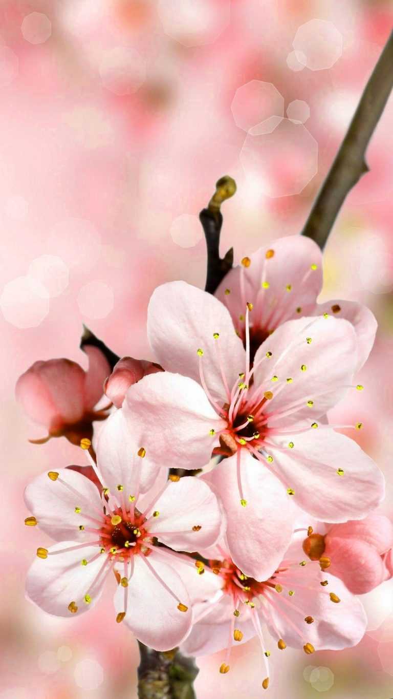 4K Cherry Blossom Wallpaper | WhatsPaper