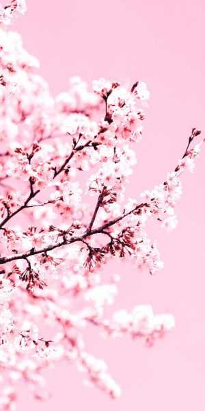 Cherry Blossom Background 