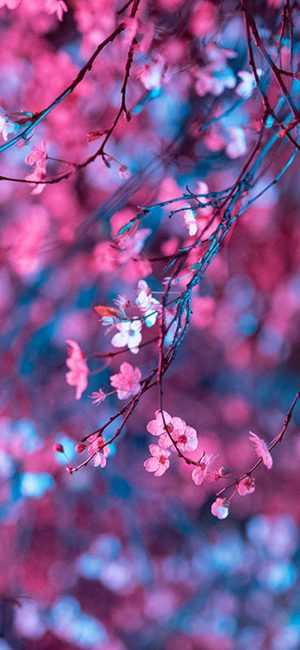 Cherry Blossom Background