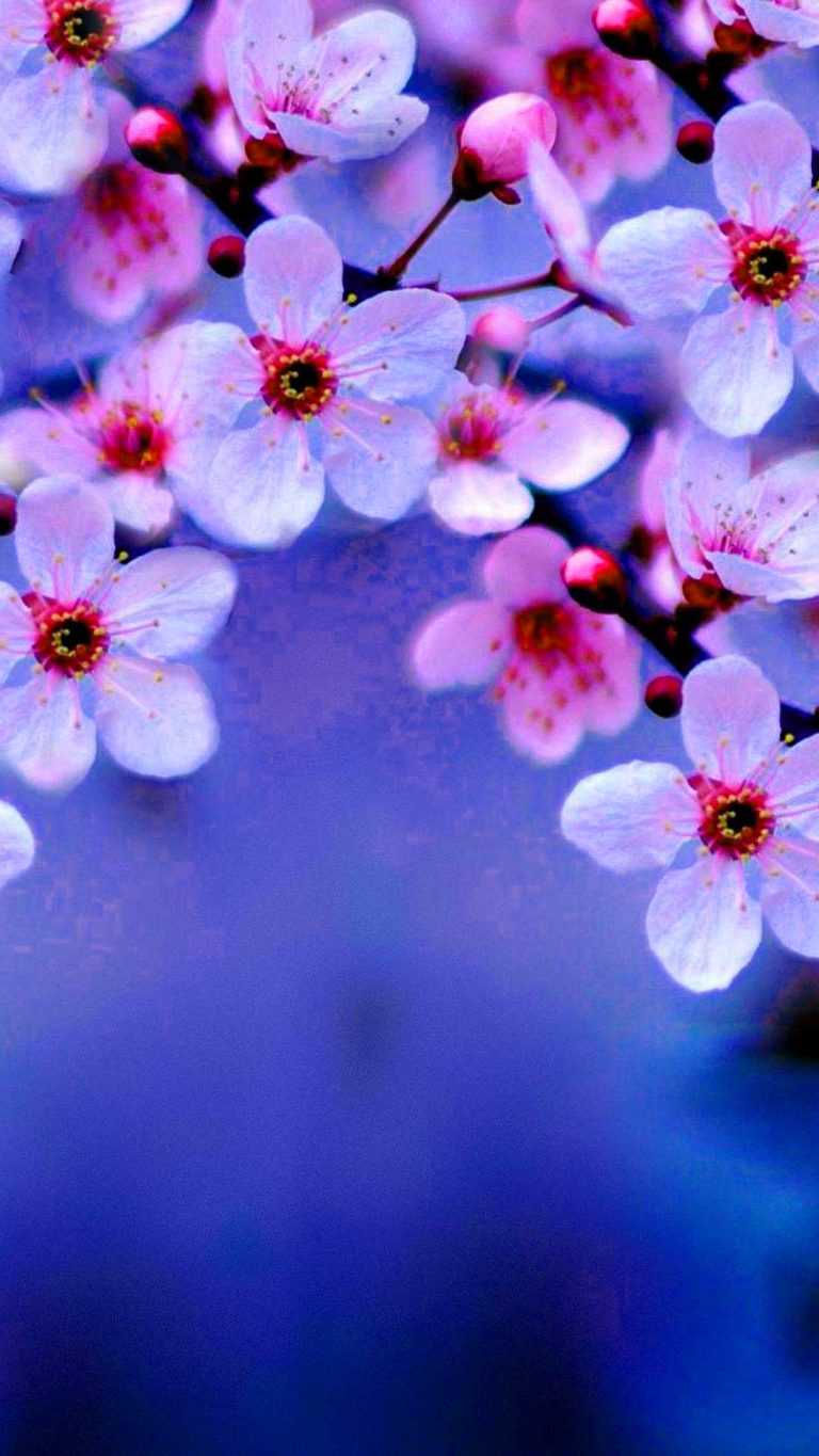 4K Cherry Blossom Wallpaper WhatsPaper