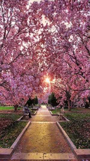 Cherry Blossom Background 