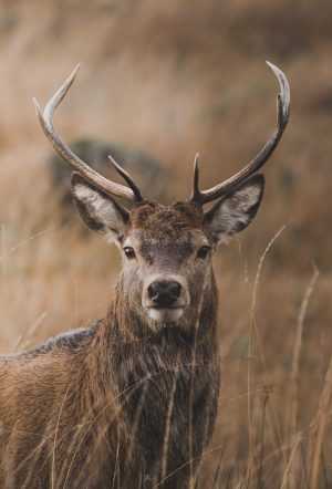 HD Deer Wallpaper