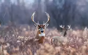 Desktop Deer Wallpaper