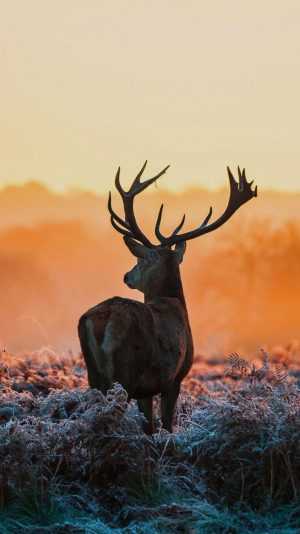 Deer Background