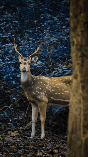 Deer Background