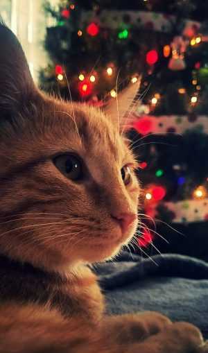 Christmas Cat Wallpaper 