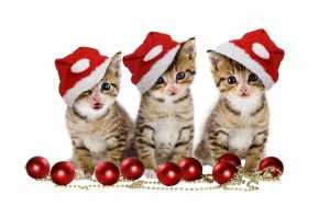 Desktop Christmas Cat Wallpaper