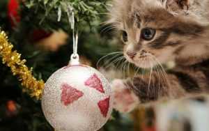 Desktop Christmas Cat Wallpaper 