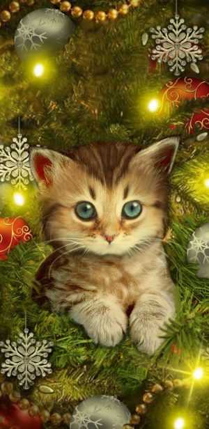 HD Christmas Cat Wallpaper
