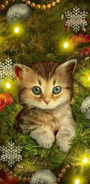 HD Christmas Cat Wallpaper 