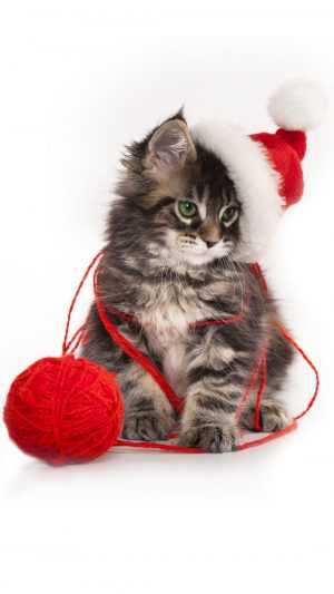 Christmas Cat Wallpaper