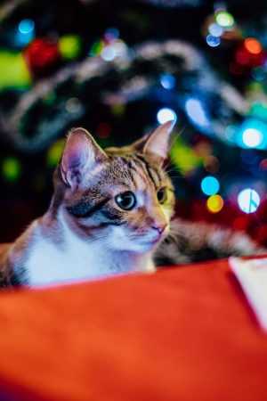 Christmas Cat Wallpaper