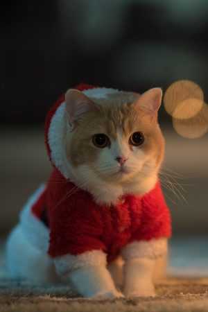 Christmas Cat Wallpaper 