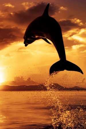 Dolphin Wallpaper 