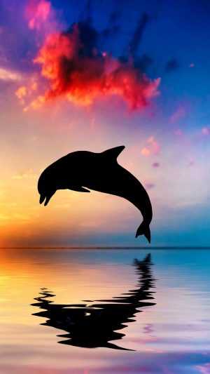 Dolphin Wallpaper