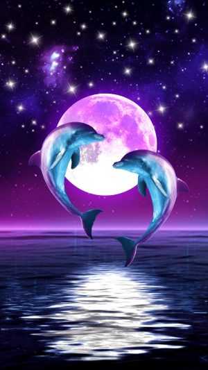 HD Dolphin Wallpaper