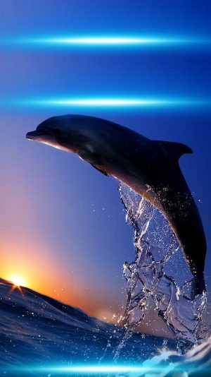 Dolphin Wallpaper 