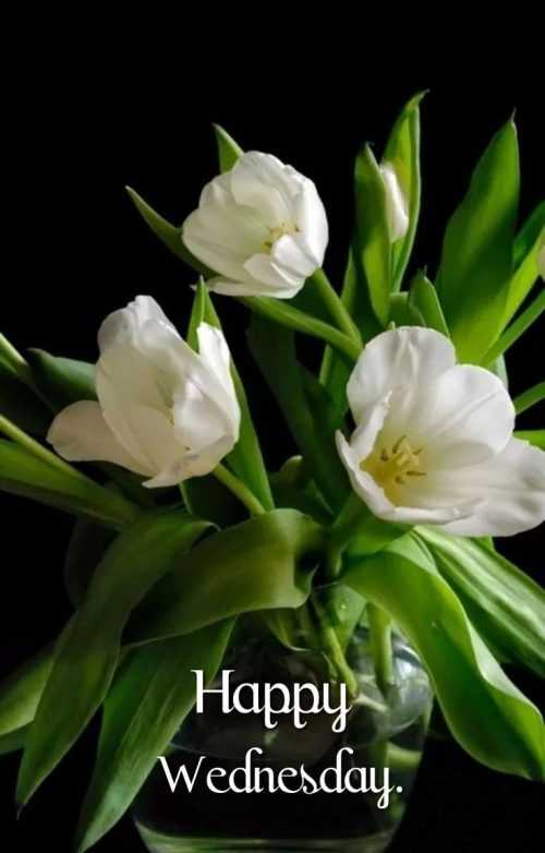 Happy Wednesday Wallpaper | WhatsPaper