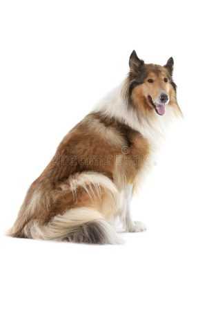 Lassie Background