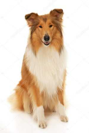 Lassie Wallpaper 