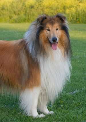 Lassie Wallpaper 