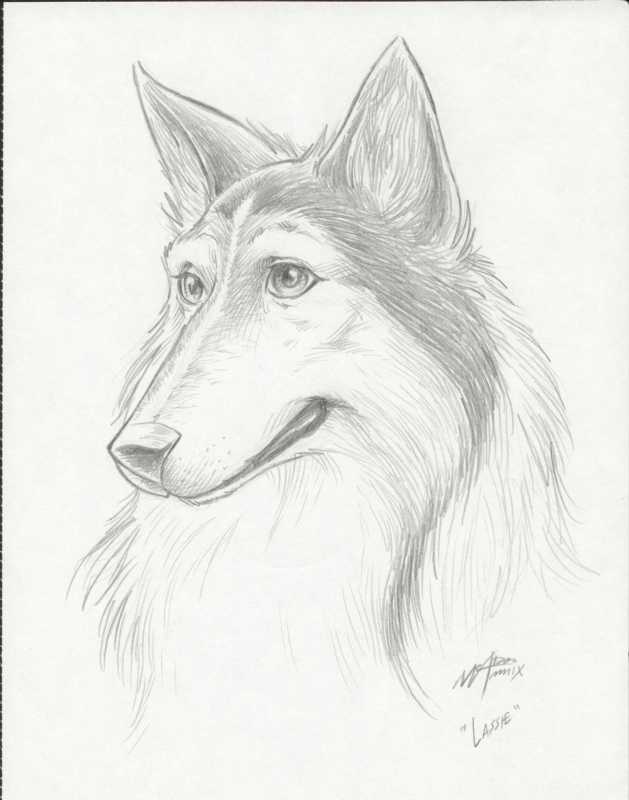 Lassie Wallpaper | WhatsPaper