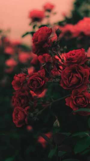 Roses Wallpaper