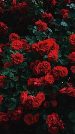 HD Roses Wallpaper 