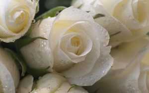 Roses Wallpaper Desktop